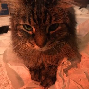 Meet your Posher, Kimiya